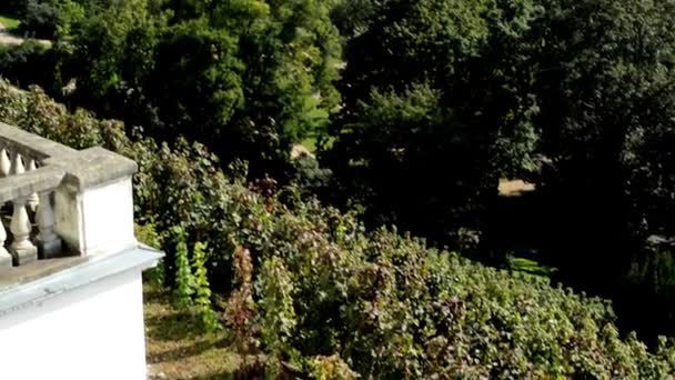Виноградник (виноградное вино) - город (здания) на заднем плане - молодая пара (мужчина и женщина) - голубое небо - солнечно — стоковое видео