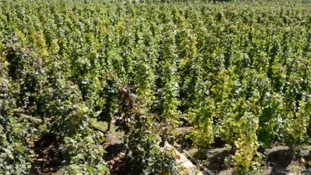 Vinhedo (vinho de uva) - ensolarado - pavimento — Vídeo de Stock