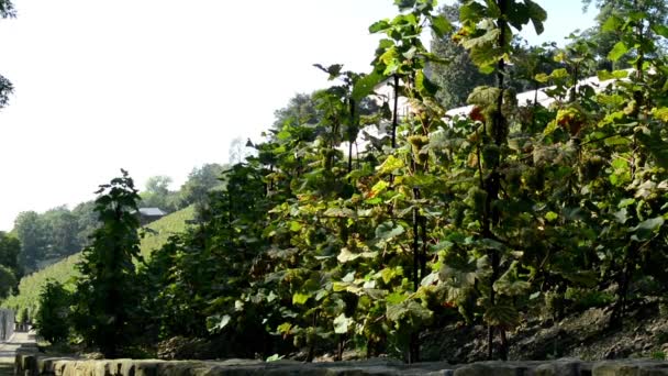 Vinha (vinho de uva) - edifícios e árvores - céu azul - sol — Vídeo de Stock