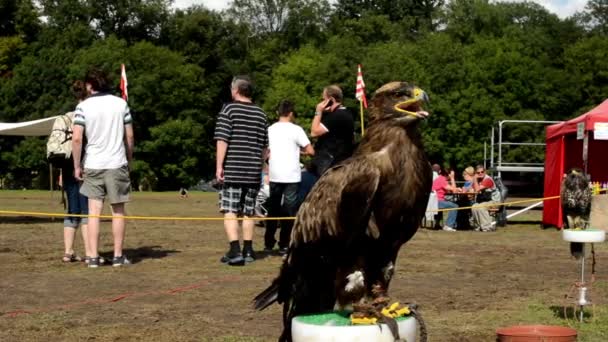 Visa - eagle (fågel) - människor och står i bakgrunden — Stockvideo