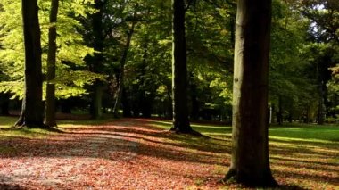 Yol - sonbahar park (orman - ağaç) - düşen yapraklar - güneşli (güneş ışınları)