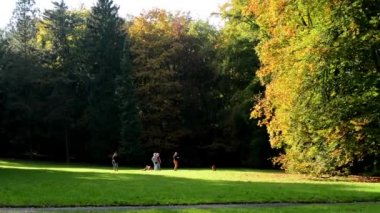 Sonbahar park (orman - ağaç) - insanlar sakin ol - çimen - çocuk yürüyüş grubu - arkadaş arka planda