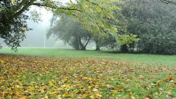 Csökkent levelek a fák (park - erdő) - reggeli köd - szél — Stock videók