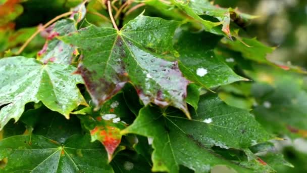 Autumn tree (forest) - detail autumn leaves - water drops on leaf - illness trees — Stock Video