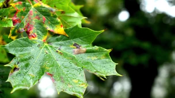 Árvore de outono (floresta) - folhas de outono de detalhe - gotas de água na folha - detalhe — Vídeo de Stock