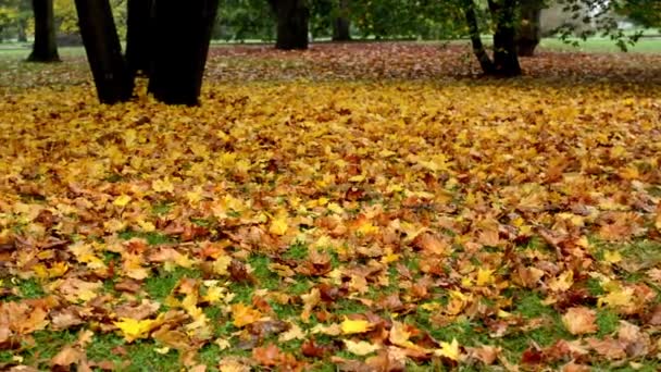 Panorama över nedfallna löv från träd (park - skogen) — Stockvideo