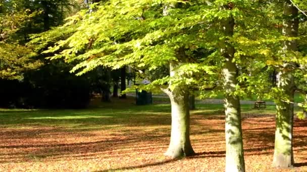 Herbstpark (Wald - Bäume) - umgefallenes Laub - Gras - Spaziergänger (entspannen) - sonnig — Stockvideo