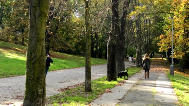 Őszi park (erdő - fák) - lehullott levelek - fű - emberek gyaloglás (relax) - napos — Stock videók