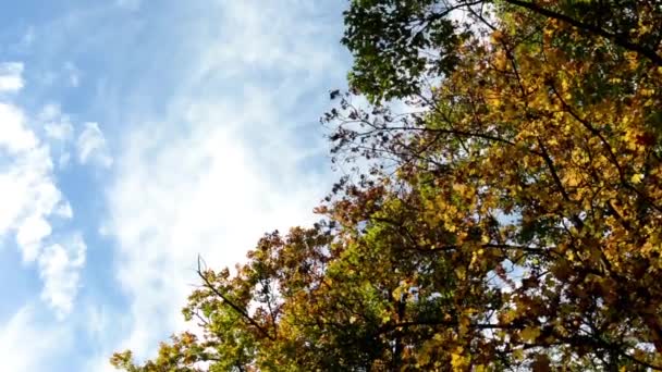 Foresta autunnale (parco - alberi) - cima dell'albero - cielo blu — Video Stock