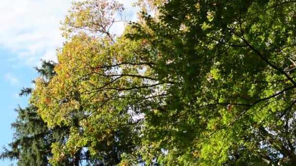 Forêt d'automne (parc - arbres) - cime des arbres - ciel bleu — Video