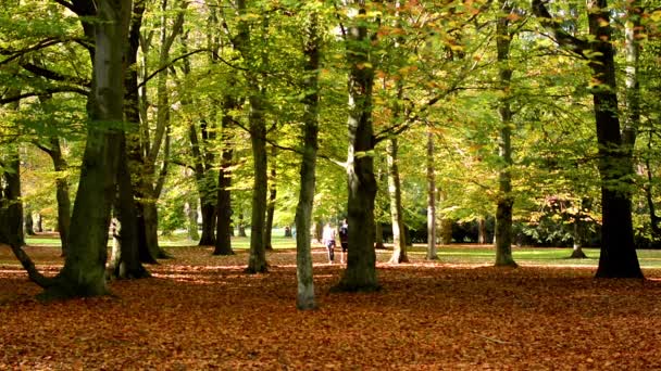 Otoño parque (árboles) - hojas caídas - personas caminando en el fondo - soleado — Vídeo de stock