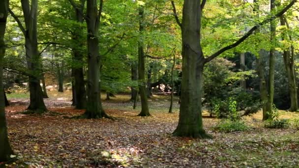 Panorama autumn park (forest-trees) - fallen leaves - sun rays (sunny) — Stock Video