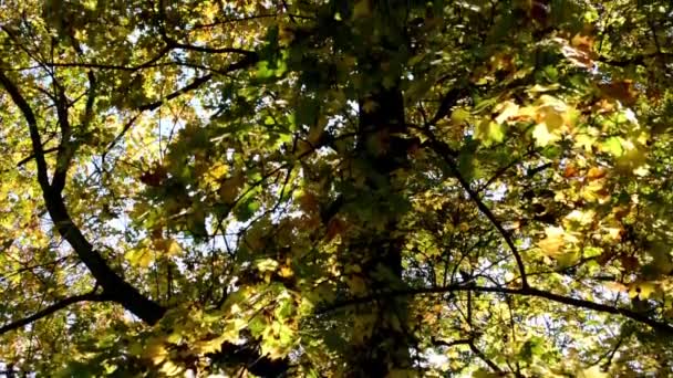 Autumn tree - sun rays - closeup — Stock Video