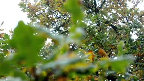 Őszi fa - részlet őszi levelek - szél — Stock videók