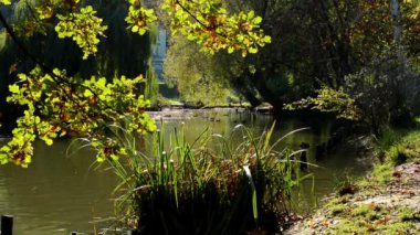 Ağaçlar - shore - çim - güneş ışınları ile göl