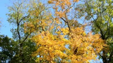 Sonbahar treetop - mavi gökyüzü (park - ağaçlar) - orman