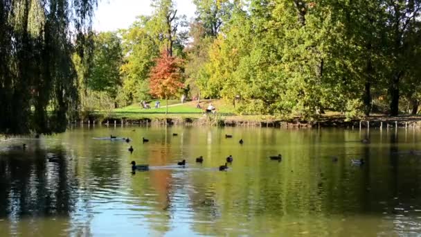 Őszi park (fák) - emberek relax - tó, a kacsa - személy ül a padon — Stock videók