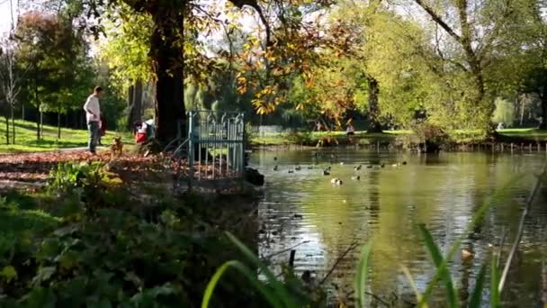 Autumn park (trees) - people relax - lake with ducks - family and friends - fallen leaves — Stock Video