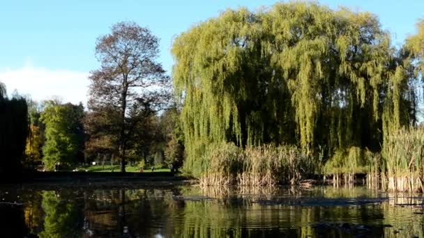 Panorama van de vijver in park (bos - bomen) - sunny - blauwe hemel — Stockvideo