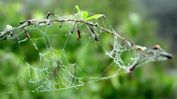 Tree branch - dew on spider web - nature — Stock Video
