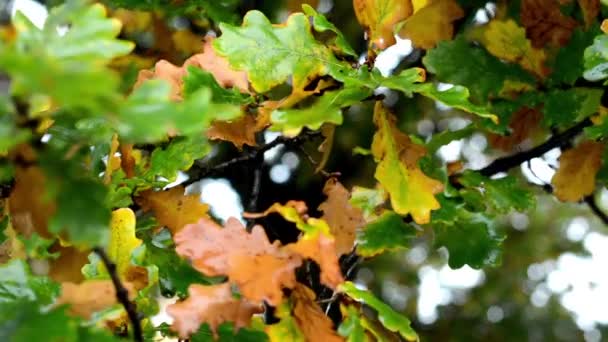 Albero di autunno - dettaglio foglie di autunno — Video Stock