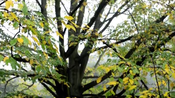Őszi fa - lehullott levelek (a ködben) — Stock videók