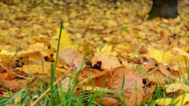 Sonbahar park - düşen yapraklar - portre