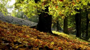 Sonbahar park - orman (ağaçlar) - düşen yapraklar - güneş ışınları