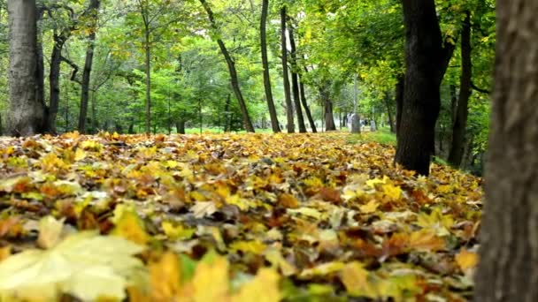 Φθινόπωρο πάρκο (δάσος - δέντρα) - πεσμένα φύλλα - χόρτο - άνθρωποι στο παρασκήνιο (γυναίκα δρομέας) — Αρχείο Βίντεο