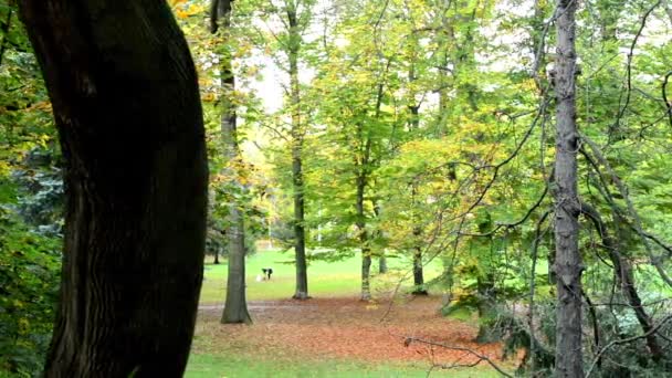 Autumn park (forest - trees) - fallen leaves - grass - people in background — Stock Video