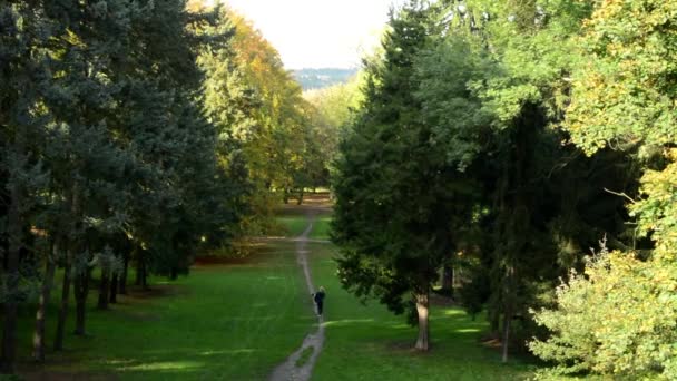 Gente caminando - sendero - Parque de otoño (bosque - árboles) - Hojas caídas - soleado — Vídeos de Stock