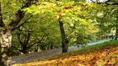 İnsanlar yürürken, insanlar - yol - sonbahar park (orman - ağaç) - düşen yapraklar - güneşli