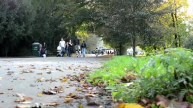 Sonbahar park (ağaçlar) - insanlar yürürken, insanlar (sakin) - yol - düşen yapraklar