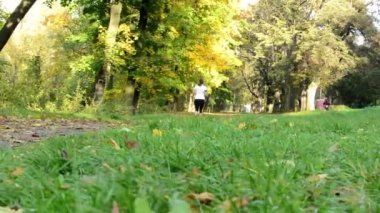 Sonbahar park (ağaçlar) - (spor) kadın çalışır - çimen - güneşli