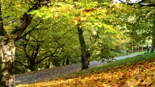 Pessoas caminhando - caminho - Parque de outono (floresta - árvores) - Folhas caídas - ensolarado — Vídeo de Stock