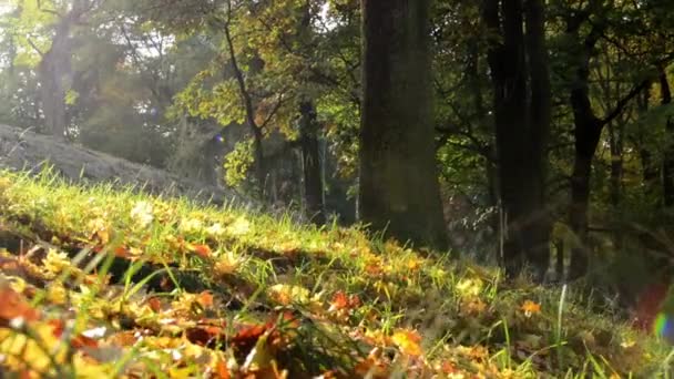 Őszi park - erdő (fák) - lehullott levelek - nap sugarai — Stock videók