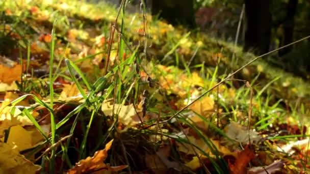 Parque de otoño - hojas caídas - rayos de sol — Vídeos de Stock