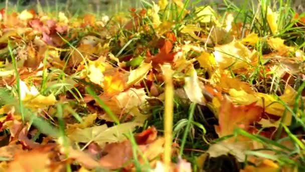 Herbst Park - gefallenes Laub - Sonnenstrahlen - Nahaufnahme — Stockvideo