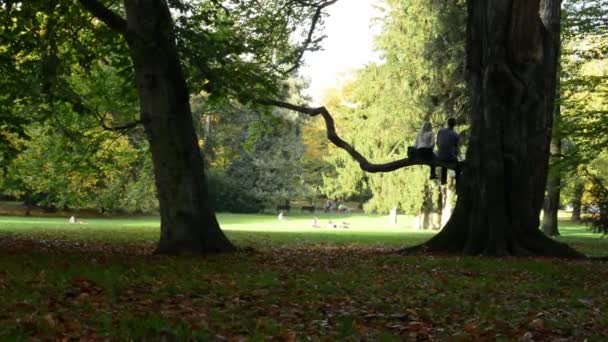 Gelukkig jong koppel op tak boom - herfst park (bos - bomen) - gevallen bladeren - gras — Stockvideo