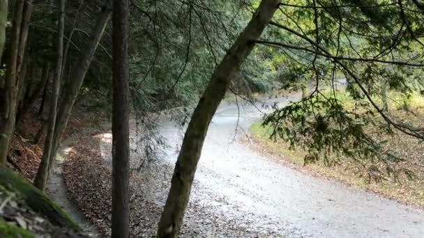 Folhas caídas na estrada - Parque de outono (floresta - árvores ) — Vídeo de Stock