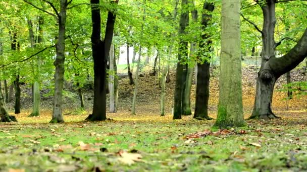 Herbstlicher Park (Wald - Bäume) - gefallenes Laub - Gras — Stockvideo