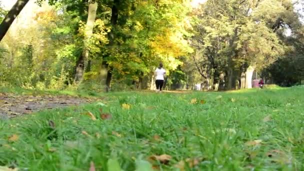 Höstens park (träd) - kvinna löper (sport) - gräs - soliga — Stockvideo