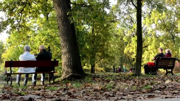 Otoño parque (árboles) - la gente se relaja - lago con patos - familia y amigos en el banco - puente - hojas caídas — Vídeos de Stock