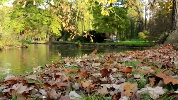 Otoño parque (árboles) - hojas caídas - la gente se relaja en el fondo - lago con patos - banco — Vídeo de stock