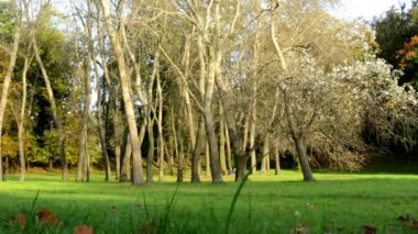 Sonbahar park (orman - ağaç) - arka plan insanlarda ağaçlar - çim - renkli