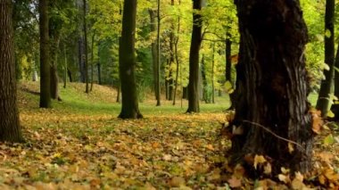 Sonbahar park (orman - ağaç) - düşen yapraklar