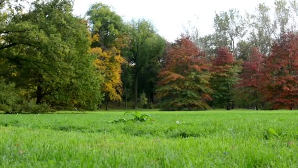 Parc d'automne (forêt - arbres) - arbres colorés - herbe 