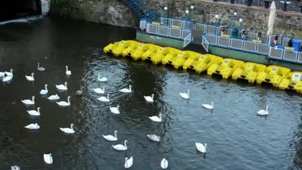 Cisnes y botes de pedal en el lago — Vídeo de stock