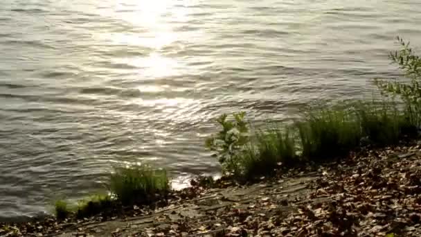 Salida del sol - ribera del río (hierba) - reflejo del sol en el agua — Vídeos de Stock