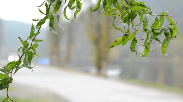 Detalle de rama de árbol - río desenfocado con árboles y camino — Vídeos de Stock